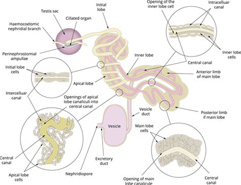 Organ systems of leech — lesson. Science State Board, Class 10.