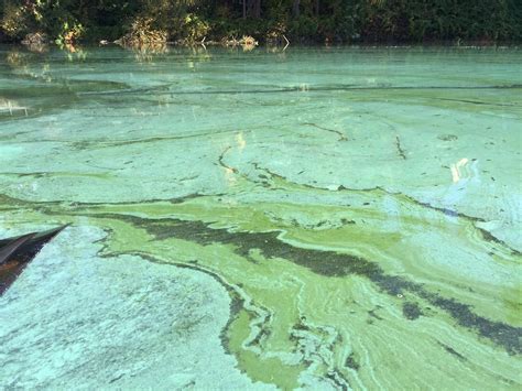 Blue Green Algae Bloom