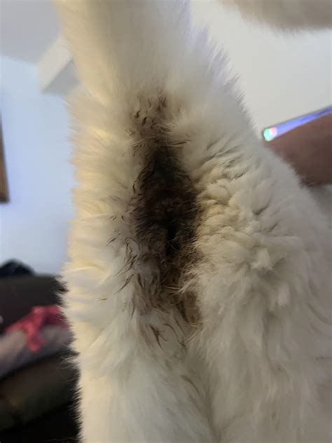 Cat having brown discharge from anus area!!! : r/vet