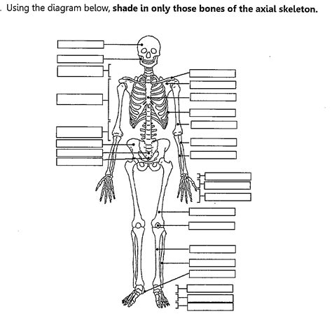 Axial Skeleton Skull Worksheet