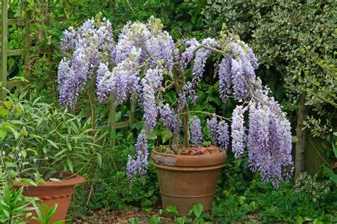 White Wisteria Plant: Growing & Care Guide