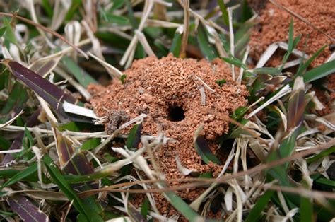 Bee Nest In Ground
