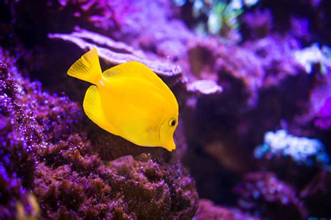 Image result for Fish Shell Scripting