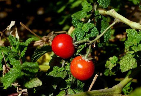 Study Says Plants 'Scream' When They're In Pain & This Should Stop Us ...