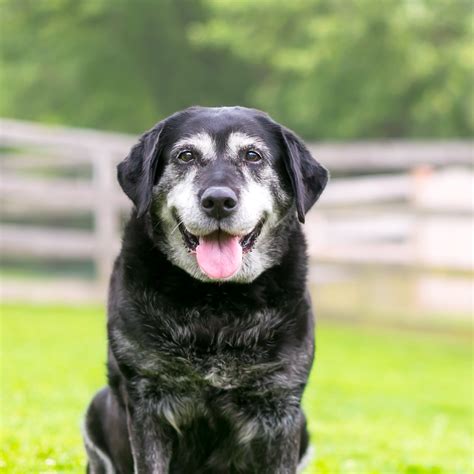 Senior Pet Care Awareness | Braden River Animal Hospital
