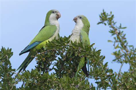 Quaker Parrot Pet