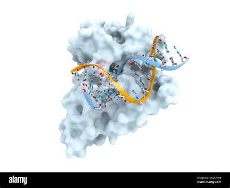 DNA repair enzyme complex, illustration. This strand of DNA ...