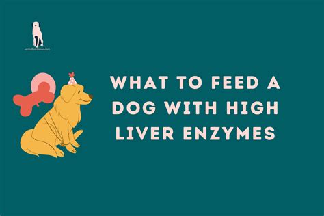 Elevated Liver Enzymes Causes