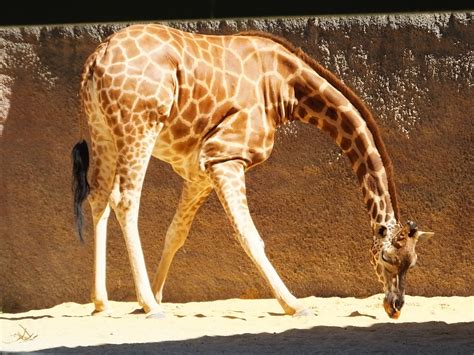 West with Giraffes by Lynda Rutledge: book review