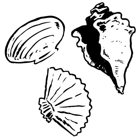 Seashell Clip Art Black And White