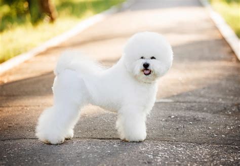 25 Fluffy Dogs You Simply Must Pet | PetMD