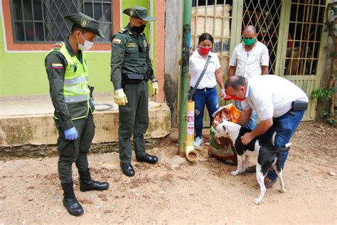 Inició instalación de 100 comedores para perros y gatos callejeros en ...