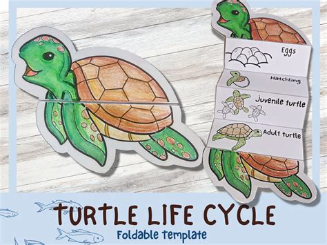 Printable Life Cycle Of A Turtle