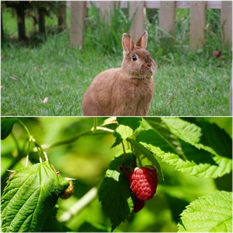 Can Rabbits Eat Raspberry? - Everything Bunnies