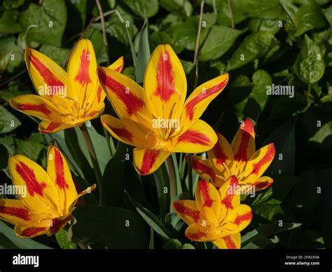 Tulip spanish flag hi-res stock photography and images - Alamy