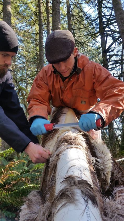 Brain Tanning a Deer Hide » Wilderness Awareness School