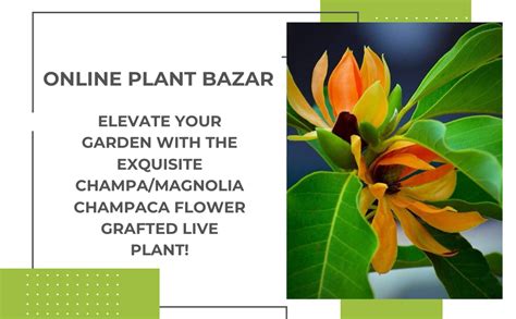 Online Plant Bazar Golden Champa/Magnolia champaca Flower Grafted Live ...