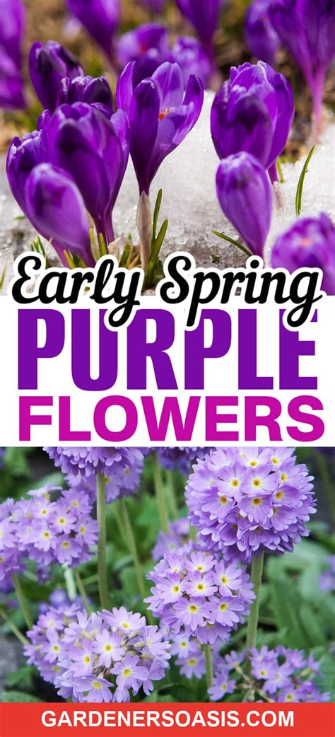 Early Spring Purple Flowers (The Best Bulbs, Perennials & Annuals ...