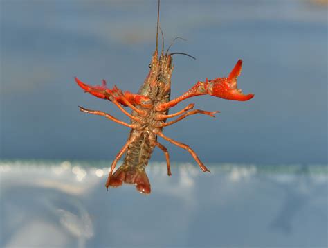 日本拟将小龙虾指定为外来入侵物种：禁止进口、贩卖_澎湃国际_澎湃新闻-The Paper