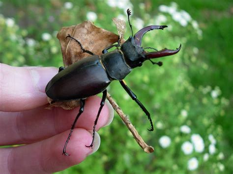 Male Stag Beetle Lucanus Cervus, Stag Beetle: Identification Guide