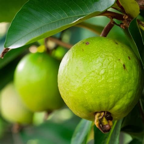 Thailand Guava ( Psidium guajava ) Fruit Live Plant (Home & Garden ...