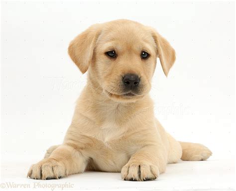 Cute Yellow Lab Puppy