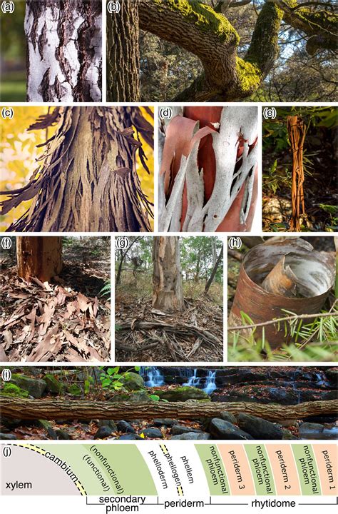 Image result for Different Tree Types