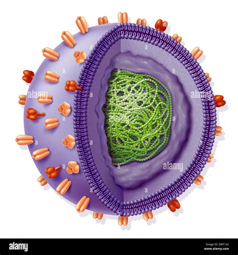 Influenza virus, drawing Stock Photo - Alamy
