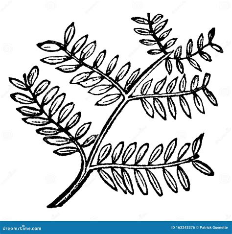 Bipinnate Leaf Vintage Illustration Stock Vector - Illustration of ...