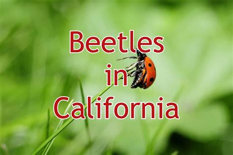 54 Common Beetles in California (Pictures and Identification)