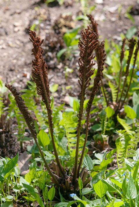 How to Grow and Care for Ostrich Ferns