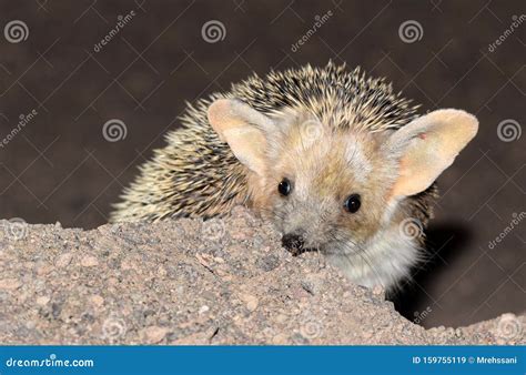 The Close Up of Long-eared Hedgehog in Desert Stock Image - Image of ...