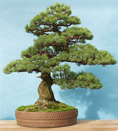 Çam (Pinus) - agaclar.net