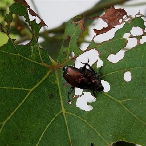 What Do Japanese Beetles Eat And Ways To Fight Them