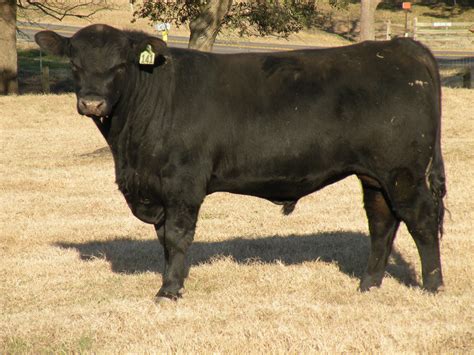 Angus Bulls – Texas Salebarn
