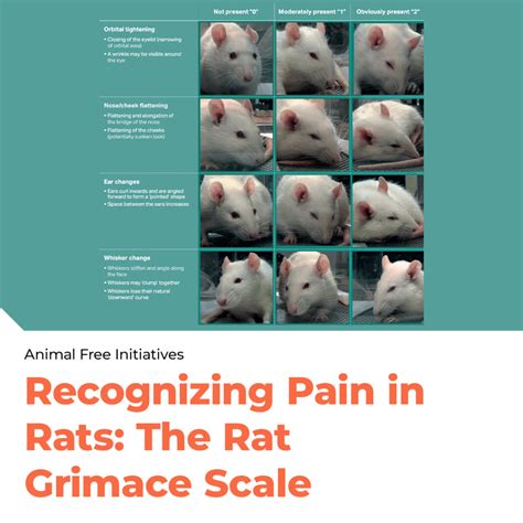 Understanding Pain through Expressions! (The Rabbit Grimace Scale) - Lambda Biologics