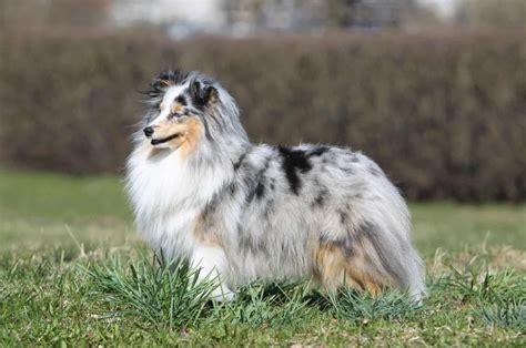 Shetland Sheepdog - PupVine