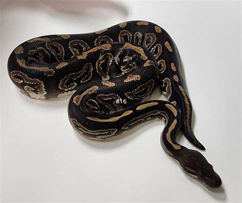 Image result for Lace Ball Python