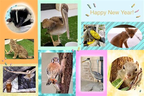 Home - Tucson Wildlife Center