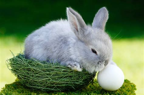 'Do bunnies lay eggs?': A surprising number of people don't know