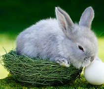 Image result for Bunnies Laying Down
