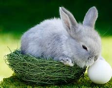 Image result for Chicks and Bunnies Windows Theme