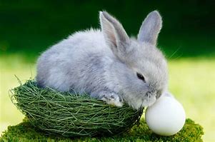 Image result for Egg-Shaped Bunny Cut Out