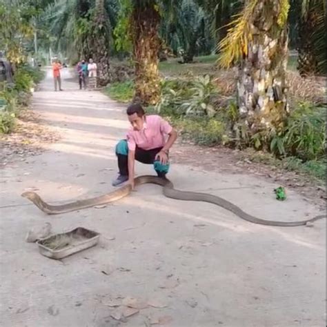 Funny Huge King Cobra Giant KING COBRAS NOT Happy!