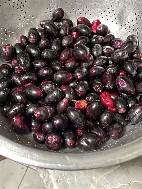 How To Say In English Jamun at Mae Burley blog