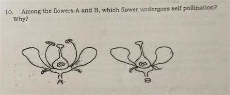 Among the flowers A and B, which flower undergoes self pollination?Why ...