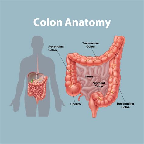 Colon Anatomy