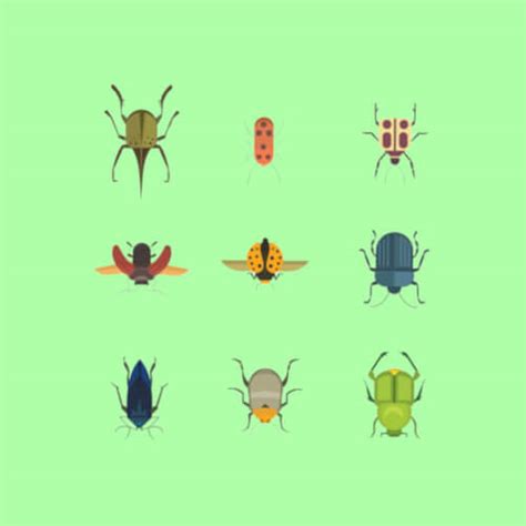 Image result for Insect Facts