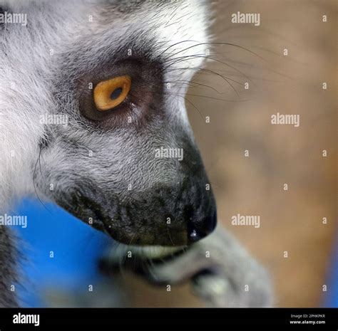 Lemurs are wet-nosed primates of the superfamily Lemuroidea, divided into 8 families and ...