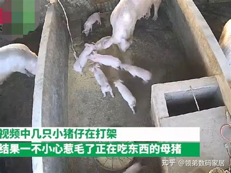 大学生寒假喂猪险放跑慌忙撵猪 猪就在监控下眼看着溜走了_中华网